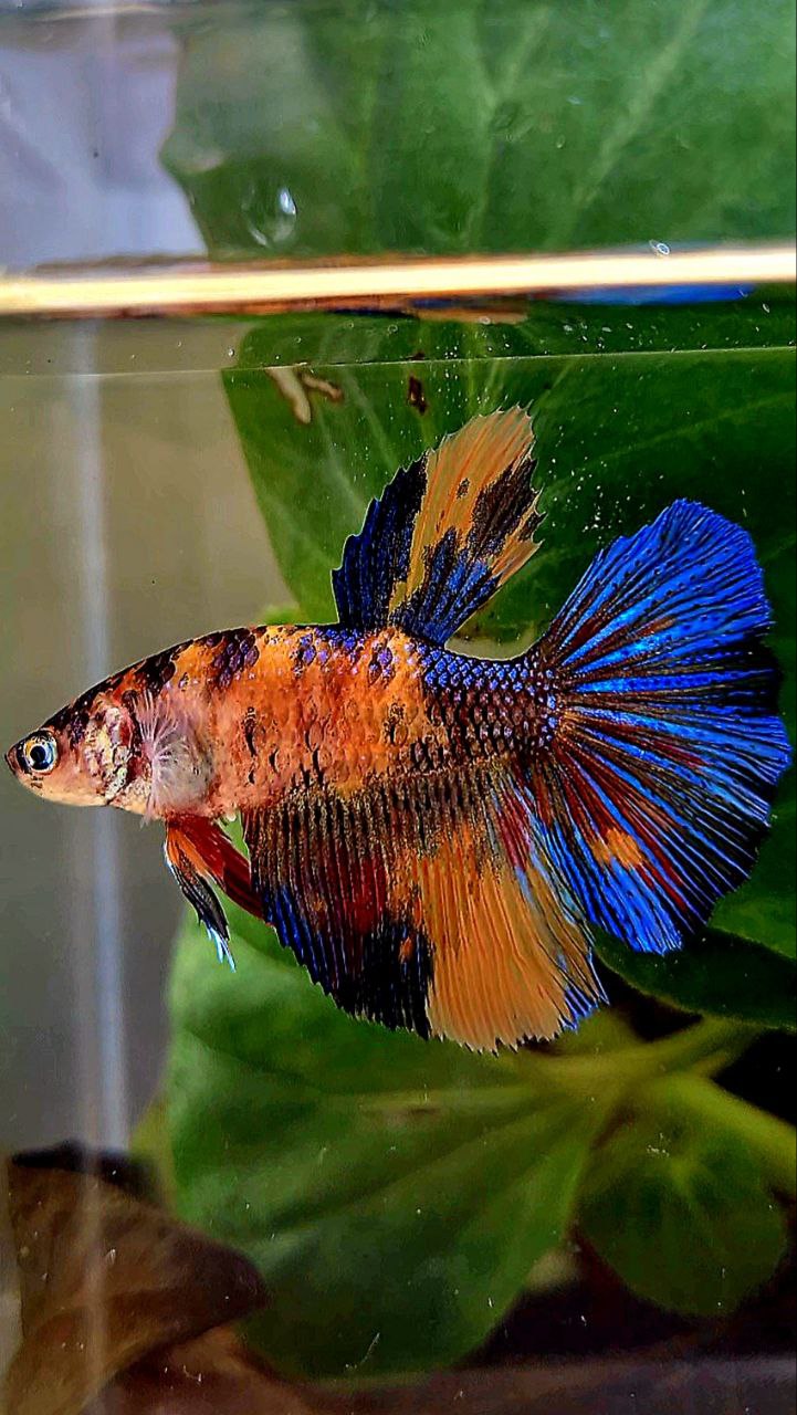 2 FISH FEMALE HALFMOON OVERTAIL ORANGE KOI MULTICOLOR & KING PLAKAT DUMBO EAR MULTICOLOR BETTA FISH