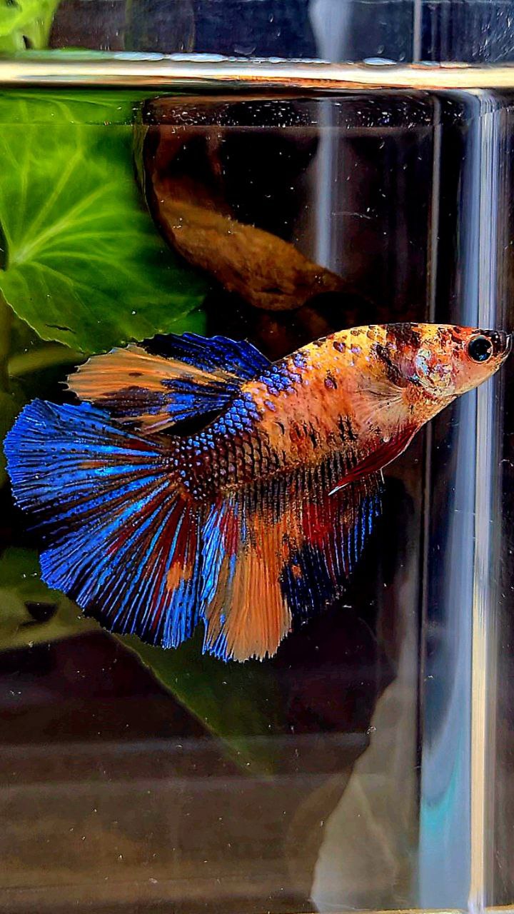 2 FISH FEMALE HALFMOON OVERTAIL ORANGE KOI MULTICOLOR & KING PLAKAT DUMBO EAR MULTICOLOR BETTA FISH