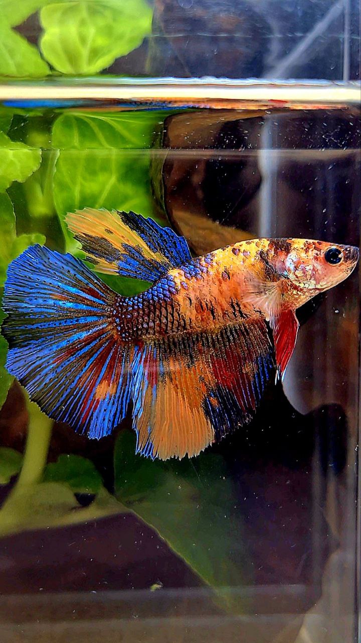 2 FISH FEMALE HALFMOON OVERTAIL ORANGE KOI MULTICOLOR & KING PLAKAT DUMBO EAR MULTICOLOR BETTA FISH