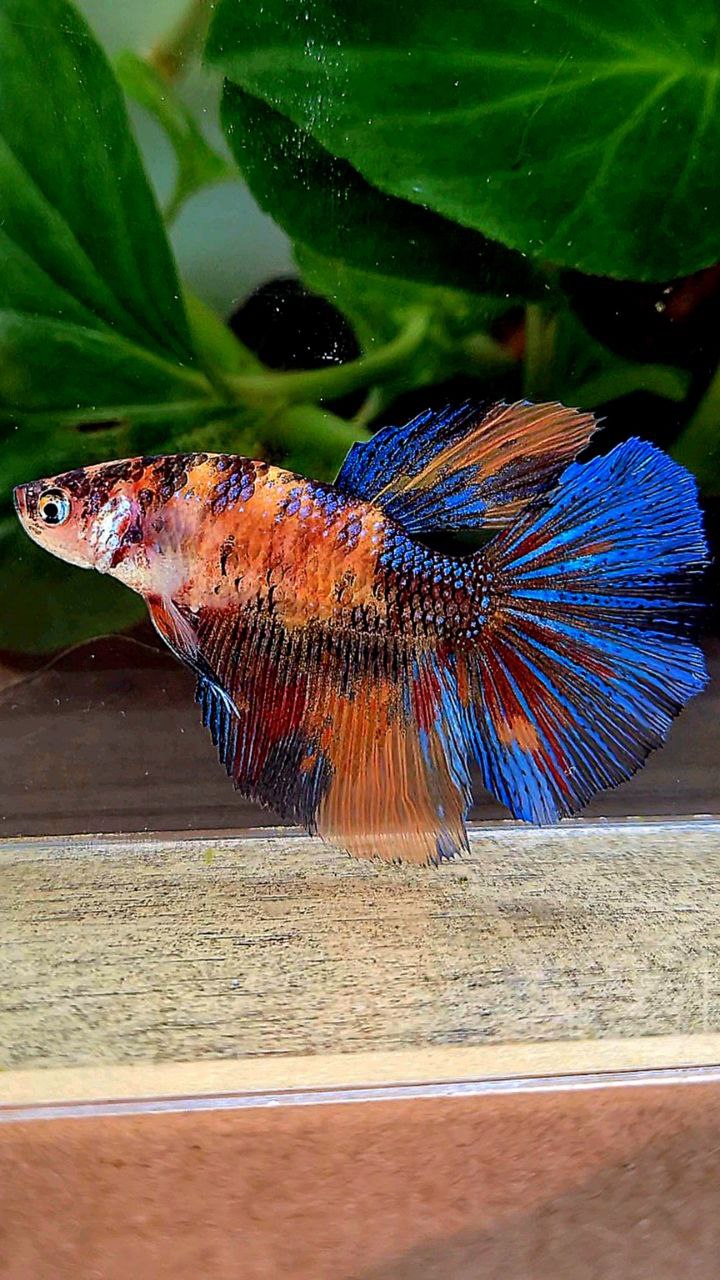 2 FISH FEMALE HALFMOON OVERTAIL ORANGE KOI MULTICOLOR & KING PLAKAT DUMBO EAR MULTICOLOR BETTA FISH