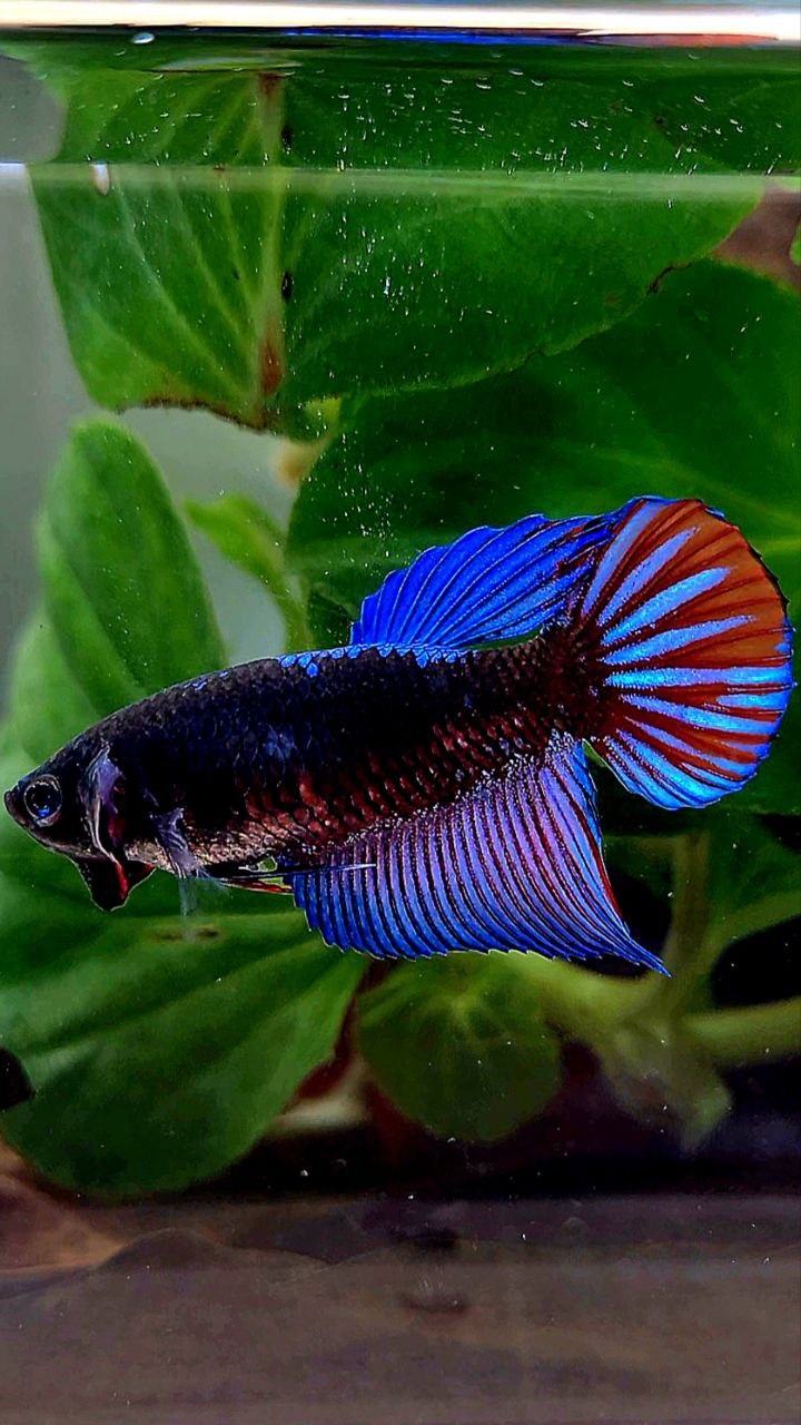 FEMALE VEILTAIL EMERALD BLACK GALAXY AVATAR BETTA FISH
