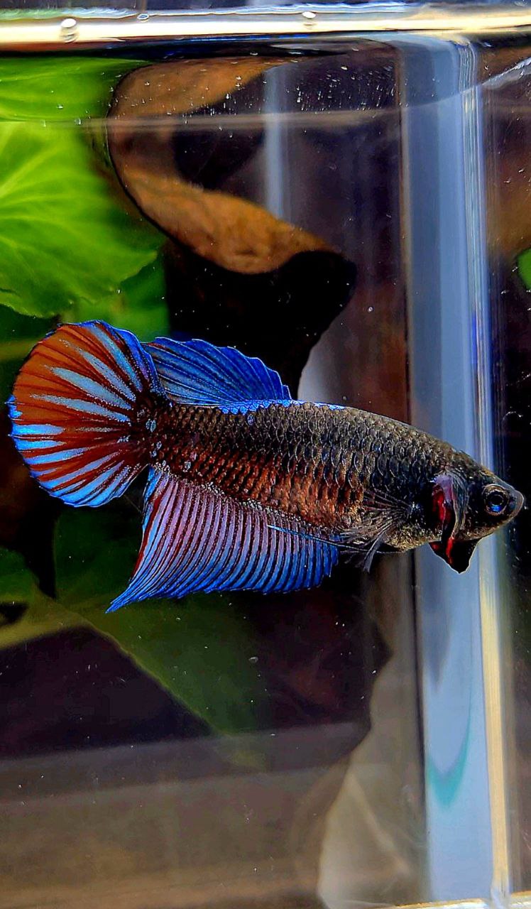 FEMALE VEILTAIL EMERALD BLACK GALAXY AVATAR BETTA FISH
