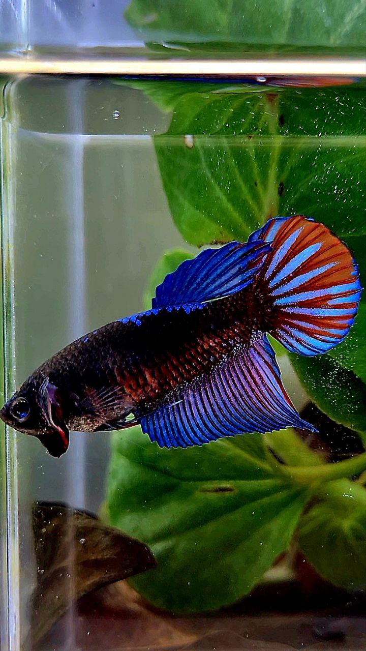 FEMALE VEILTAIL EMERALD BLACK GALAXY AVATAR BETTA FISH