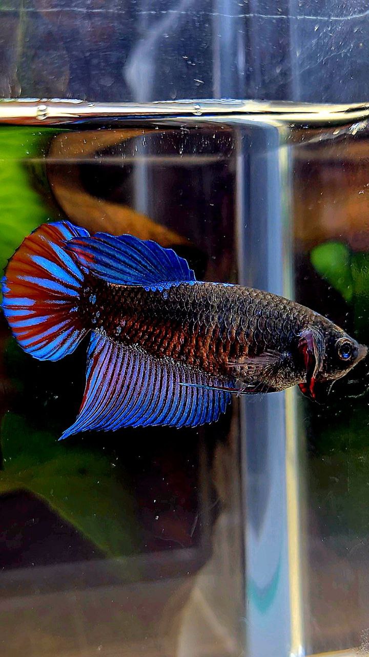 FEMALE VEILTAIL EMERALD BLACK GALAXY AVATAR BETTA FISH