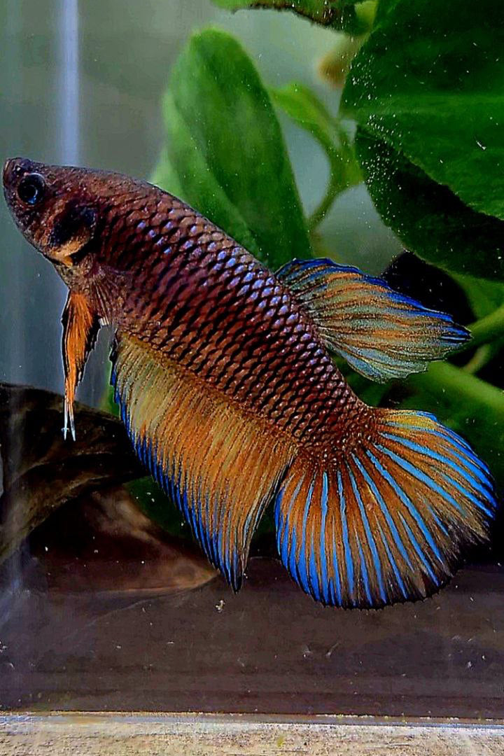 FEMALE VEILTAIL DARK FANCY YELLOW PATTERN ORANGE BETTA FISH