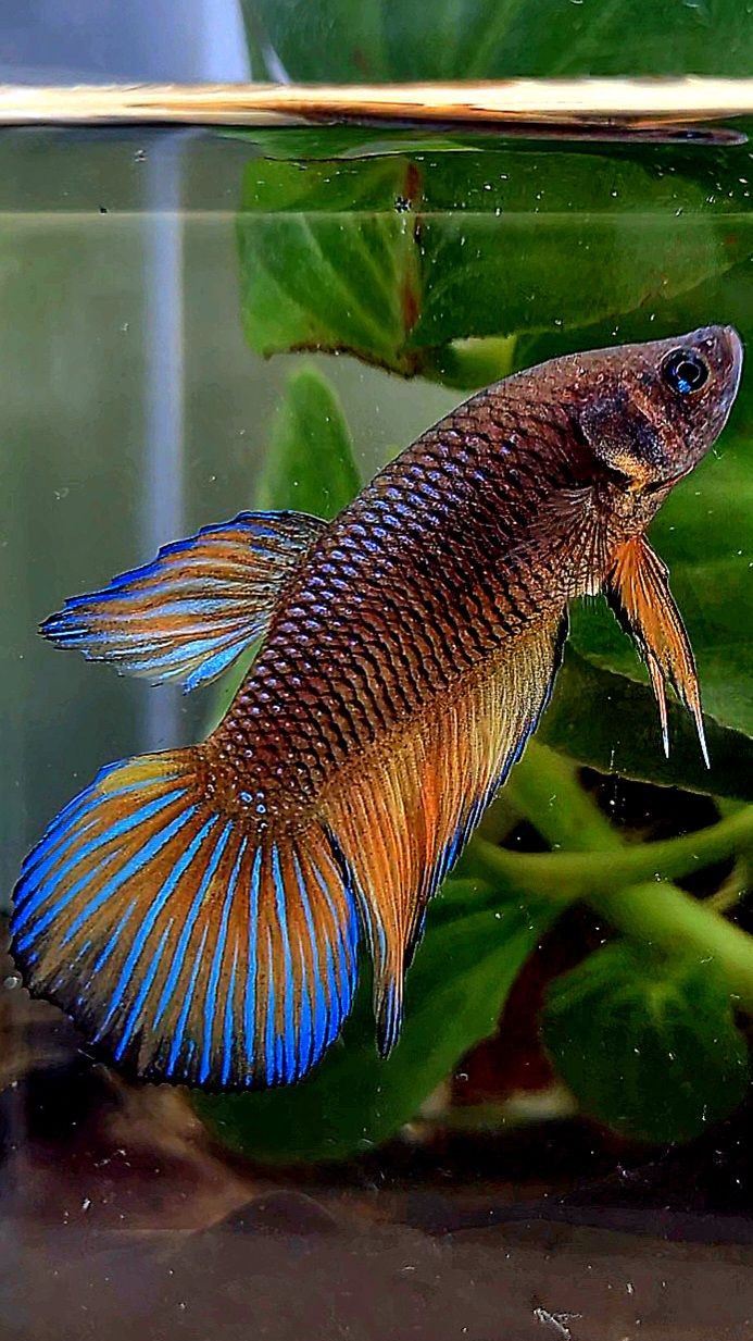 FEMALE VEILTAIL DARK FANCY YELLOW PATTERN ORANGE BETTA FISH