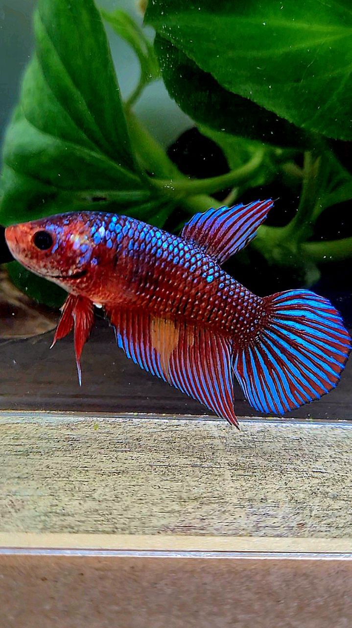 FEMALE VEILTAIL DARK FANCY RED PATTERN ORANGE BETTA FISH