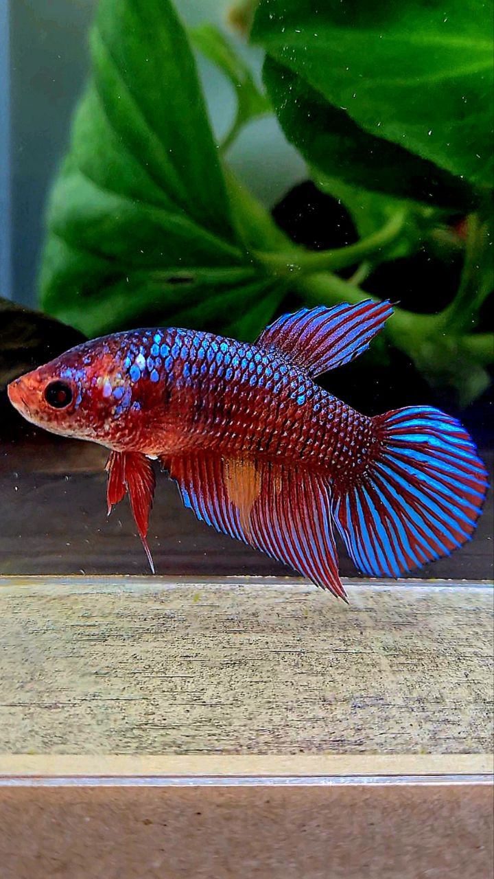 FEMALE VEILTAIL DARK FANCY RED PATTERN ORANGE BETTA FISH