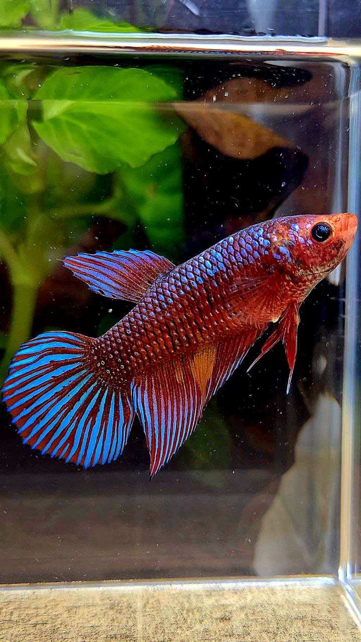 FEMALE VEILTAIL DARK FANCY RED PATTERN ORANGE BETTA FISH
