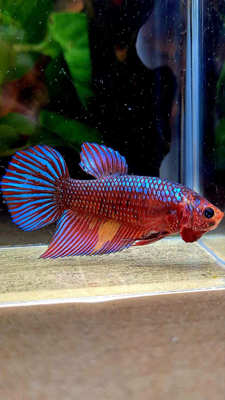 FEMALE VEILTAIL DARK FANCY RED PATTERN ORANGE BETTA FISH
