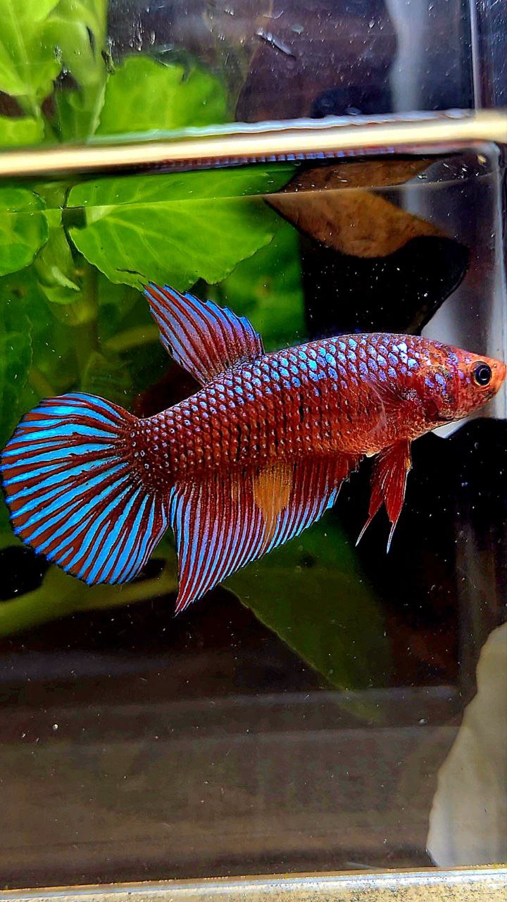 FEMALE VEILTAIL DARK FANCY RED PATTERN ORANGE BETTA FISH