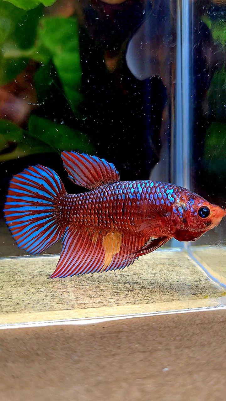 FEMALE VEILTAIL DARK FANCY RED PATTERN ORANGE BETTA FISH