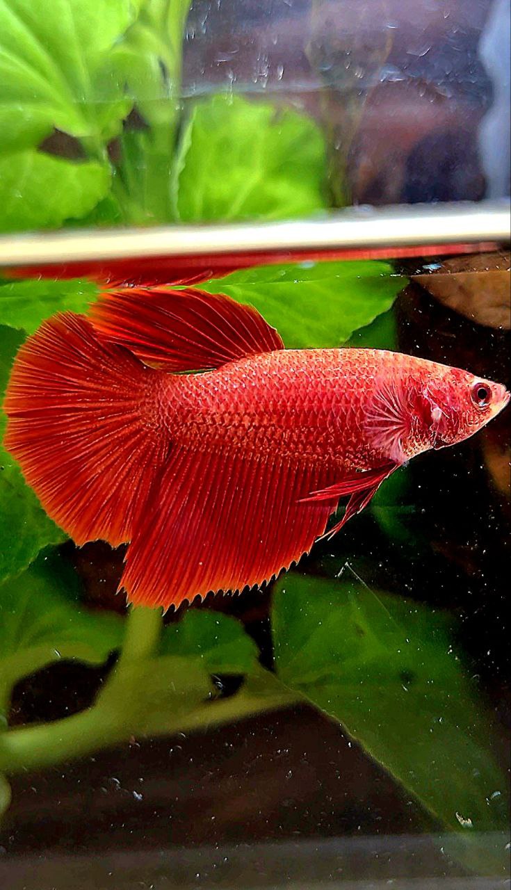 FEMALE HALFMOON ROSETAIL SUPER RED BETTA FISH