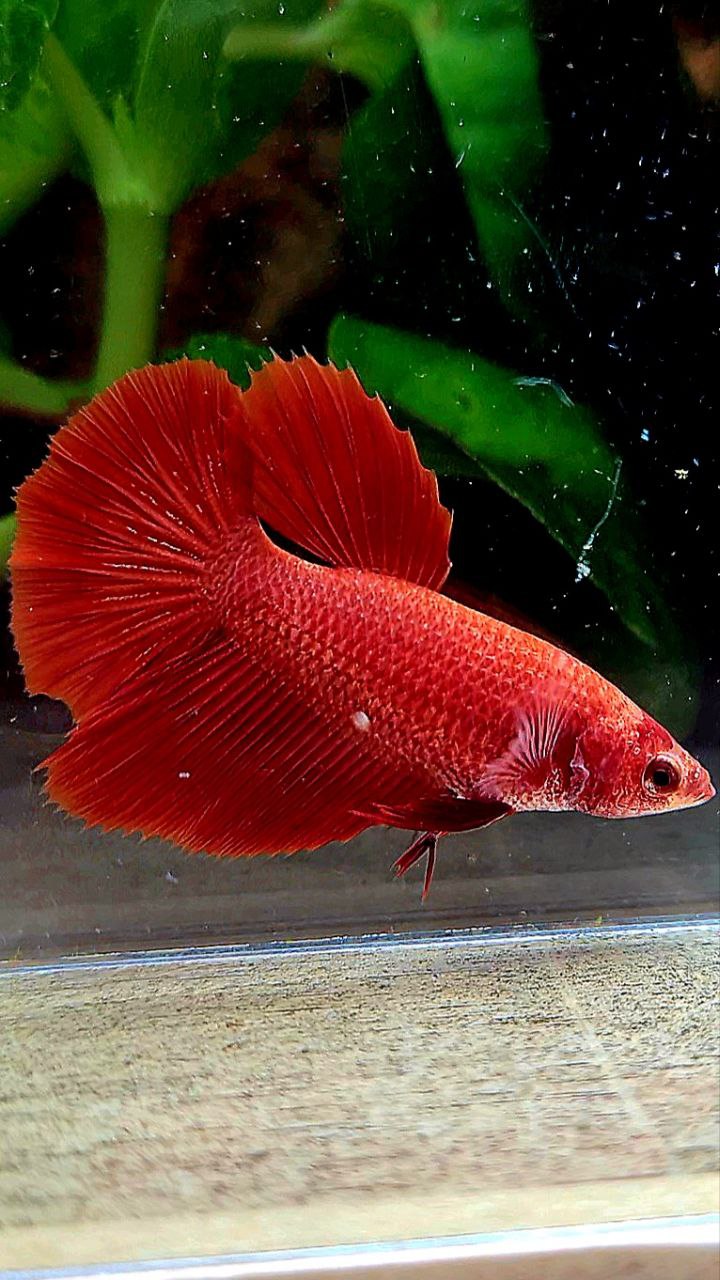 FEMALE HALFMOON ROSETAIL SUPER RED BETTA FISH