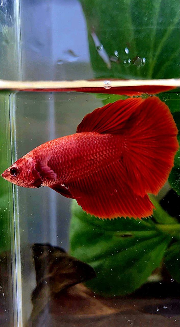FEMALE HALFMOON ROSETAIL SUPER RED BETTA FISH