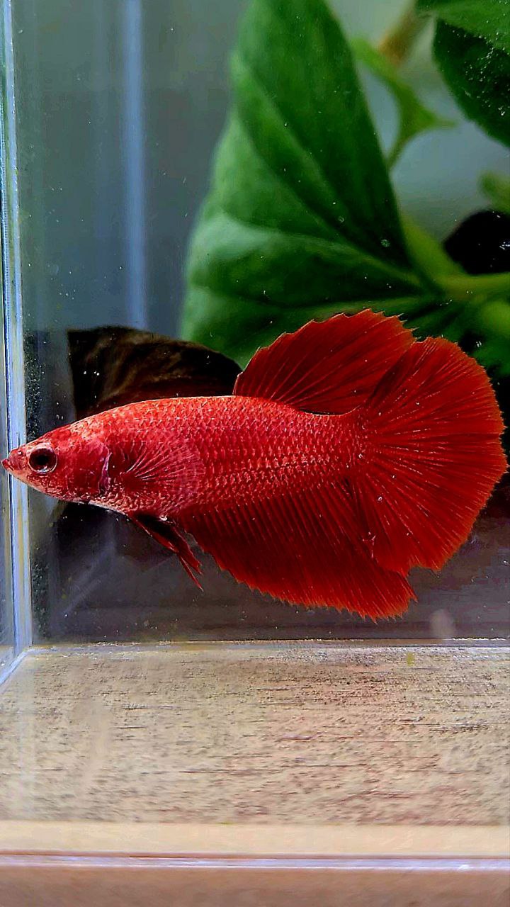 FEMALE HALFMOON ROSETAIL SUPER RED BETTA FISH