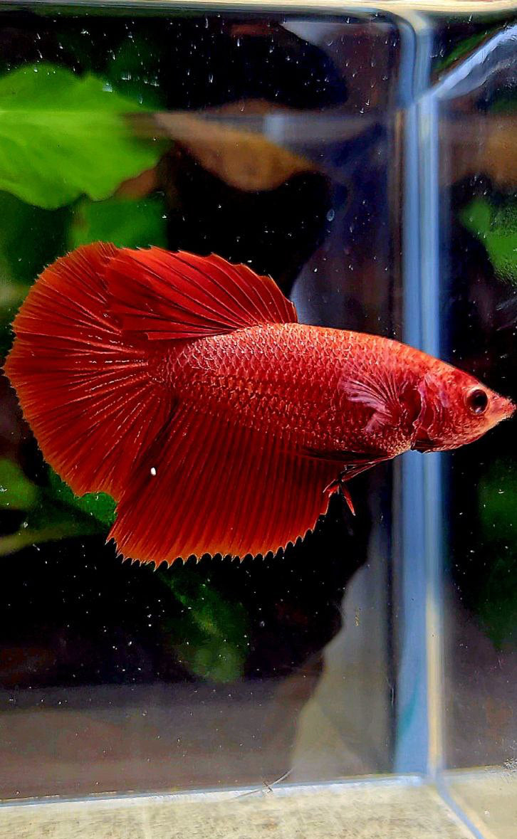 FEMALE HALFMOON ROSETAIL SUPER RED BETTA FISH