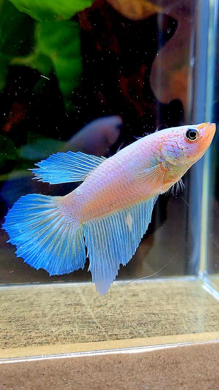 FEMALE HALFMOON WHITE OPAQUE BETTA FISH