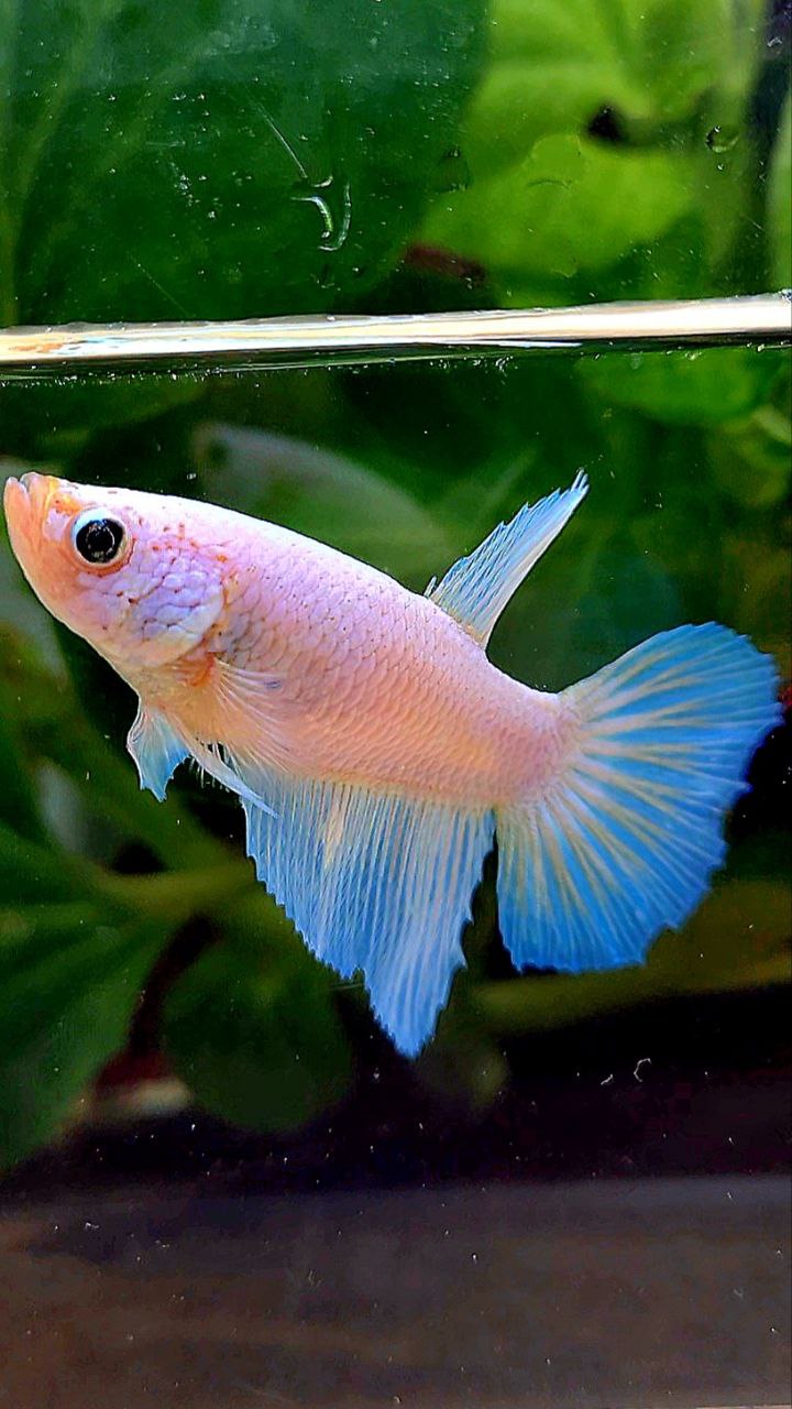 FEMALE HALFMOON WHITE OPAQUE BETTA FISH