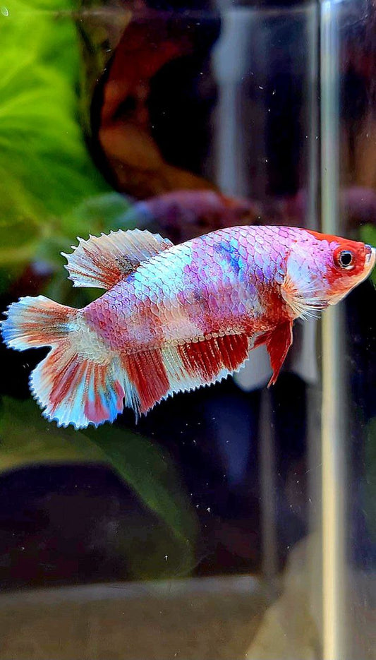 FEMALE PLAKAT DOUBLE TAIL BARONGSAI RED WHITE GALAXY MULTICOLOR BETTA FISH