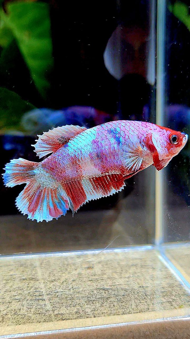 FEMALE PLAKAT DOUBLE TAIL BARONGSAI RED WHITE GALAXY MULTICOLOR BETTA FISH