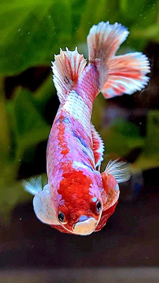 FEMALE PLAKAT DOUBLE TAIL BARONGSAI RED WHITE GALAXY MULTICOLOR BETTA FISH