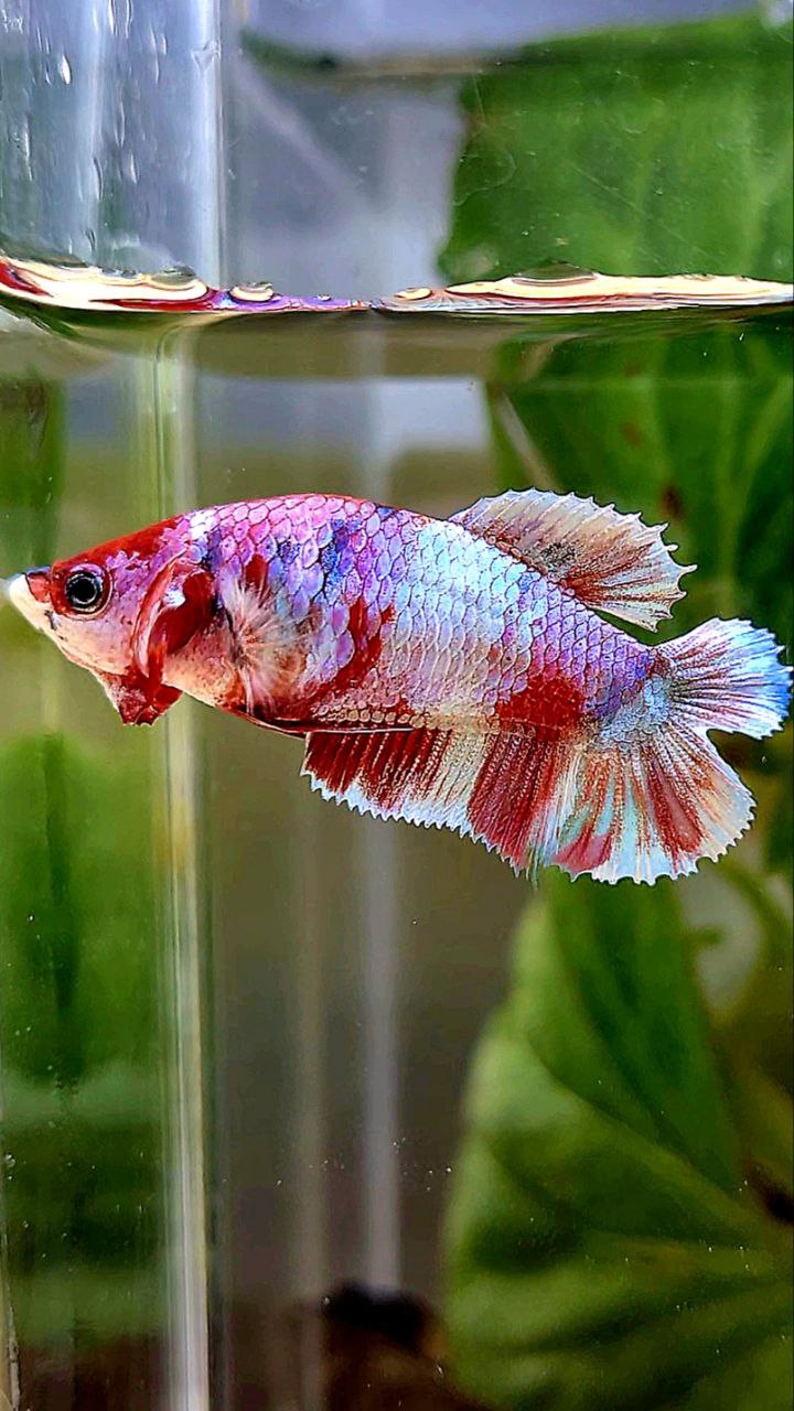 FEMALE PLAKAT DOUBLE TAIL BARONGSAI RED WHITE GALAXY MULTICOLOR BETTA FISH