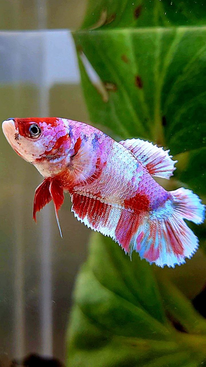 FEMALE PLAKAT DOUBLE TAIL BARONGSAI RED WHITE GALAXY MULTICOLOR BETTA FISH