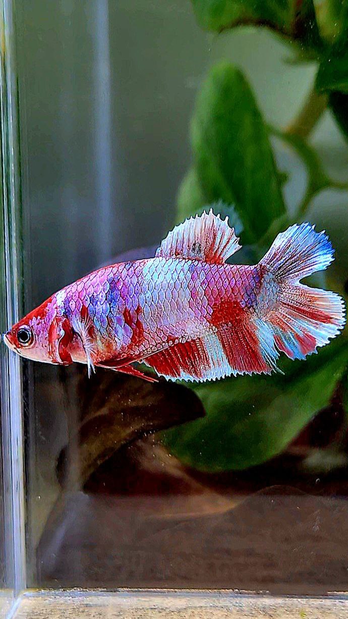 FEMALE PLAKAT DOUBLE TAIL BARONGSAI RED WHITE GALAXY MULTICOLOR BETTA FISH