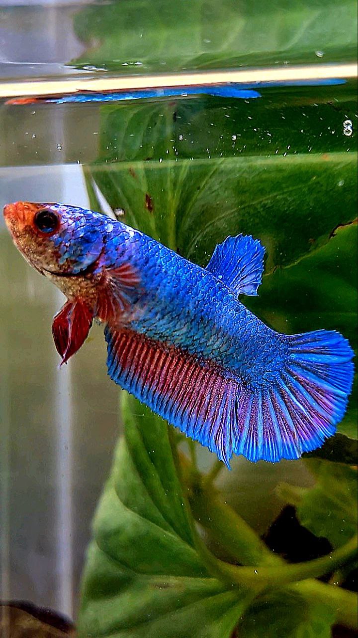 XL FEMALE PLAKAT BLUE FANCY BETTA FISH