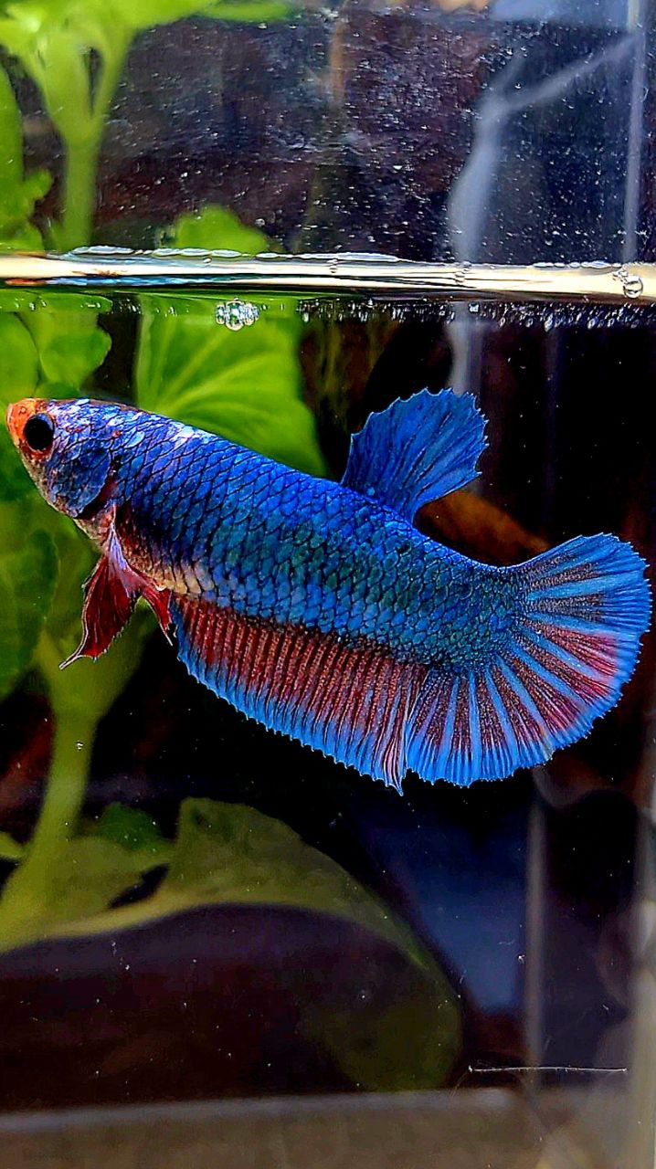 XL FEMALE PLAKAT BLUE FANCY BETTA FISH