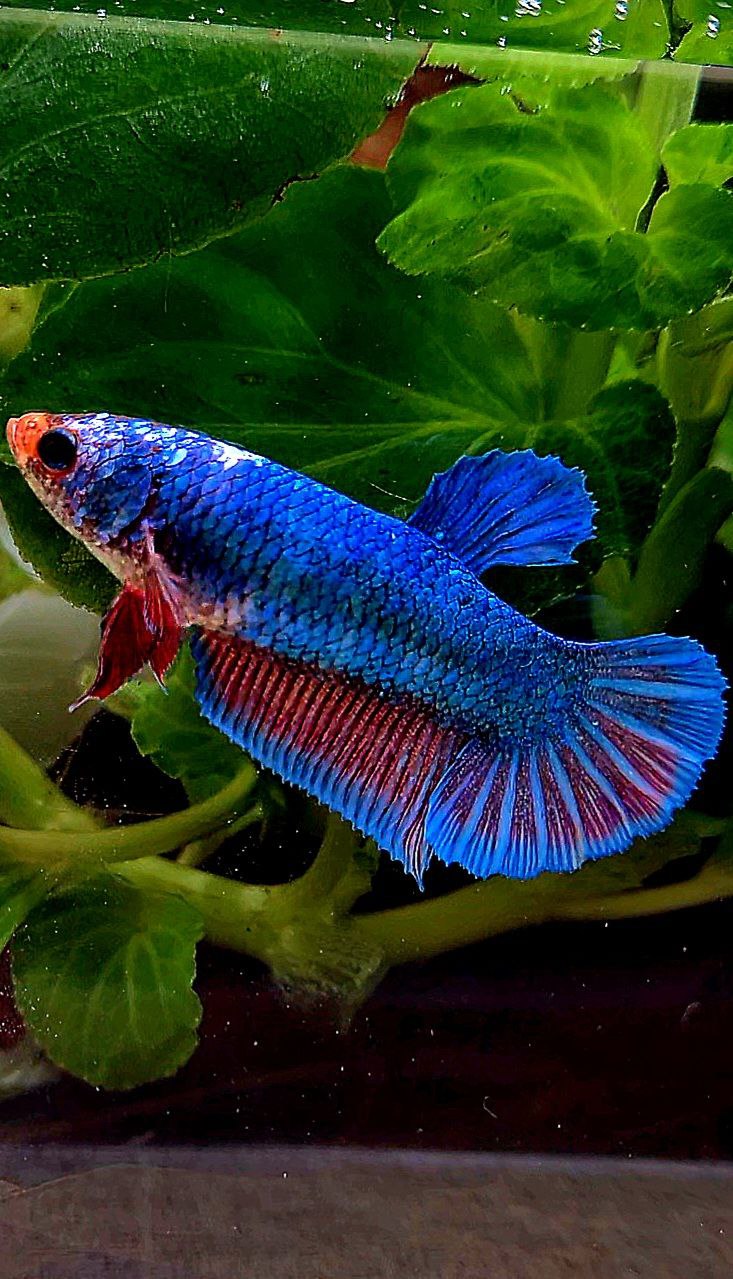 XL FEMALE PLAKAT BLUE FANCY BETTA FISH