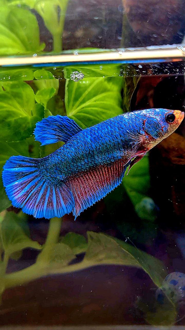XL FEMALE PLAKAT BLUE FANCY BETTA FISH
