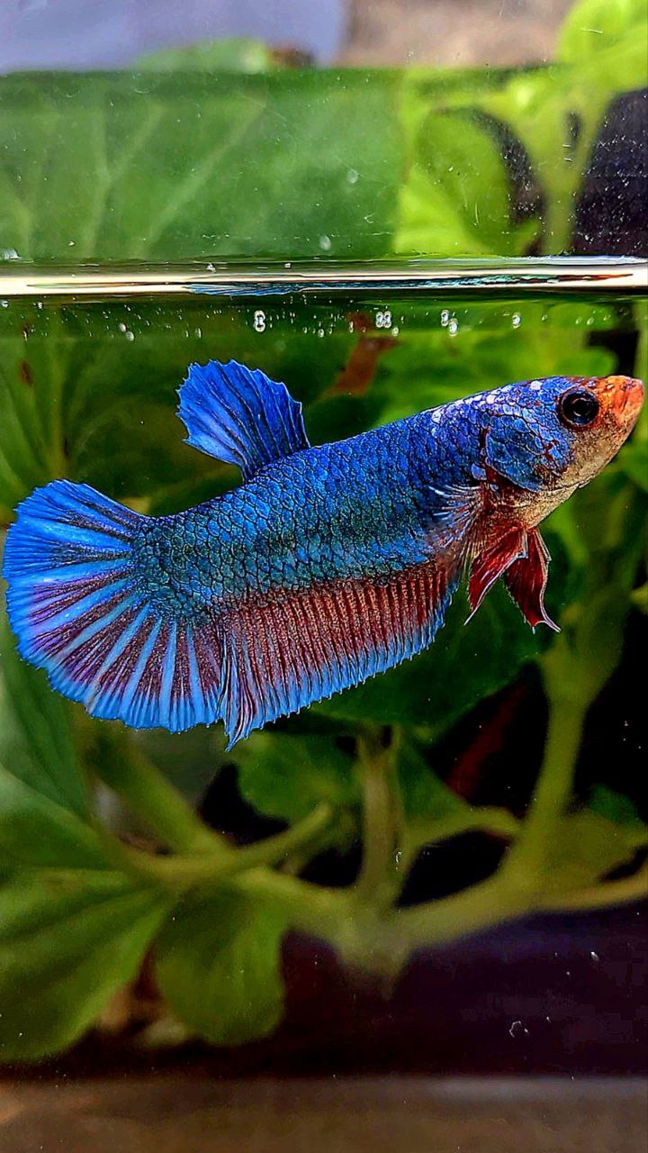 XL FEMALE PLAKAT BLUE FANCY BETTA FISH