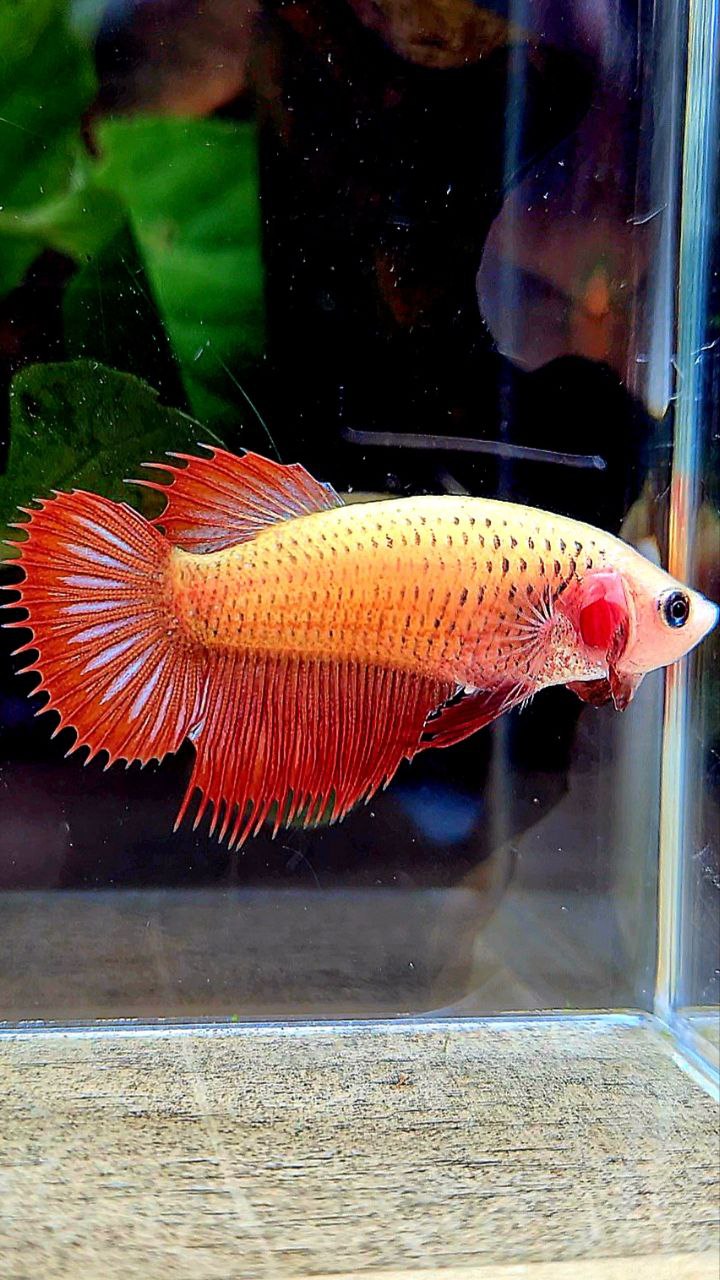 FEMALE CROWNTAIL RED YELLOW BODY BETTA FISH