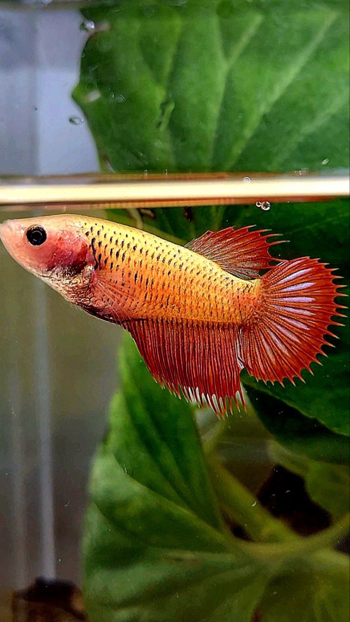 FEMALE CROWNTAIL RED YELLOW BODY BETTA FISH
