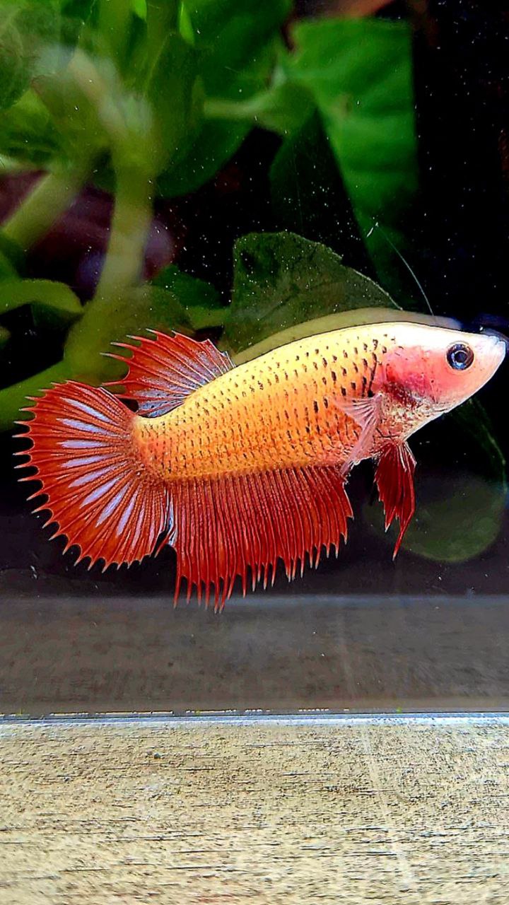 FEMALE CROWNTAIL RED YELLOW BODY BETTA FISH