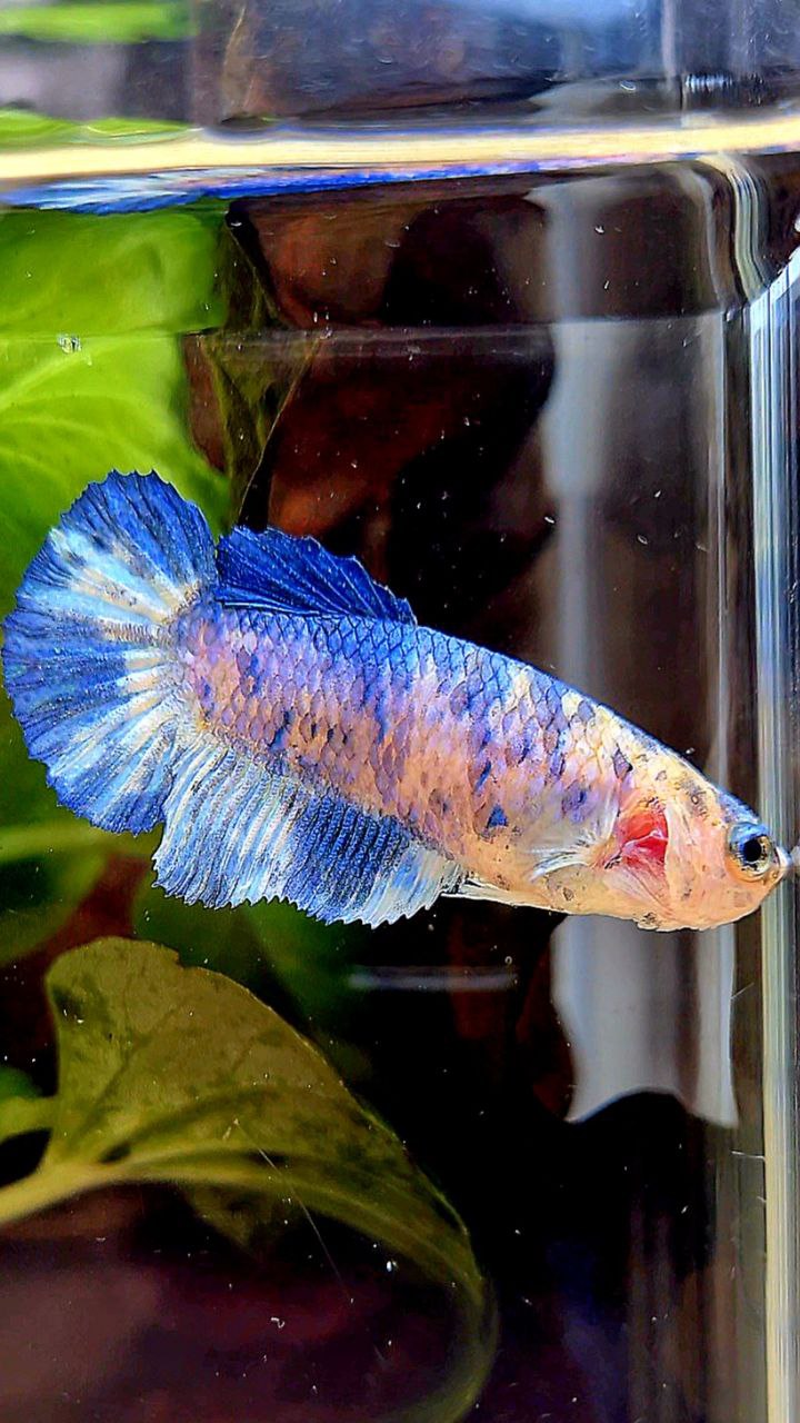 FEMALE PLAKAT WHITE BLUE MARBLE DOTS BETTA FISH