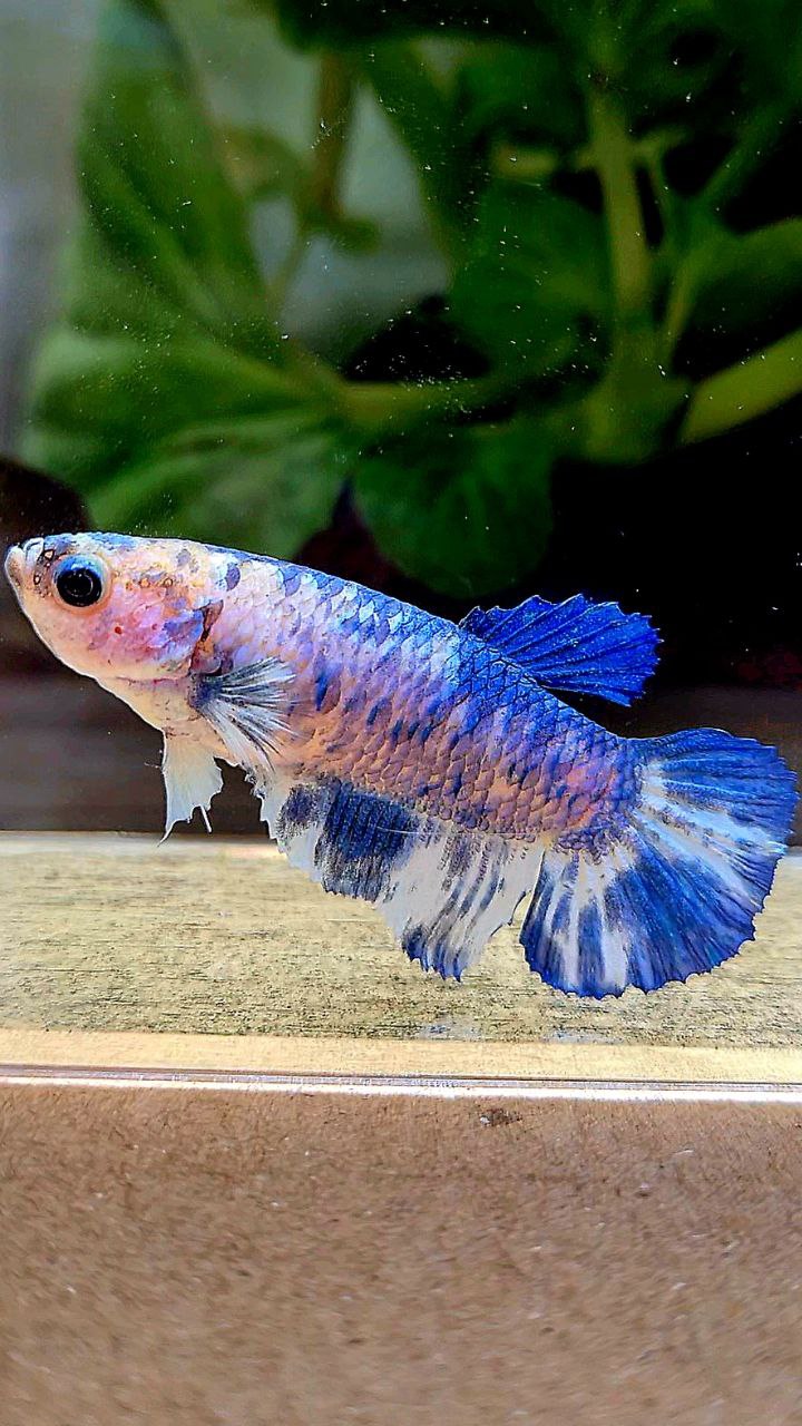 FEMALE PLAKAT WHITE BLUE MARBLE DOTS BETTA FISH