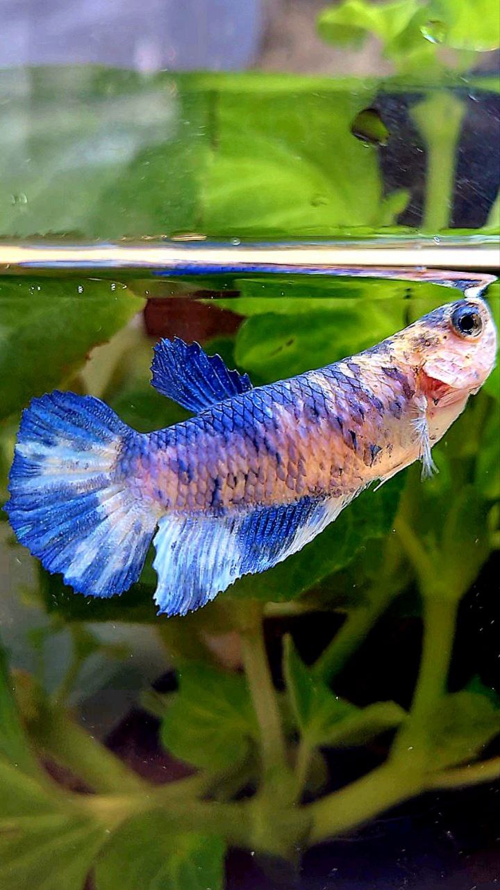 FEMALE PLAKAT WHITE BLUE MARBLE DOTS BETTA FISH