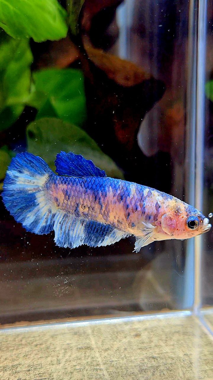 FEMALE PLAKAT WHITE BLUE MARBLE DOTS BETTA FISH