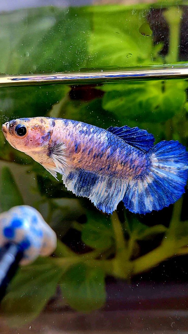 FEMALE PLAKAT WHITE BLUE MARBLE DOTS BETTA FISH