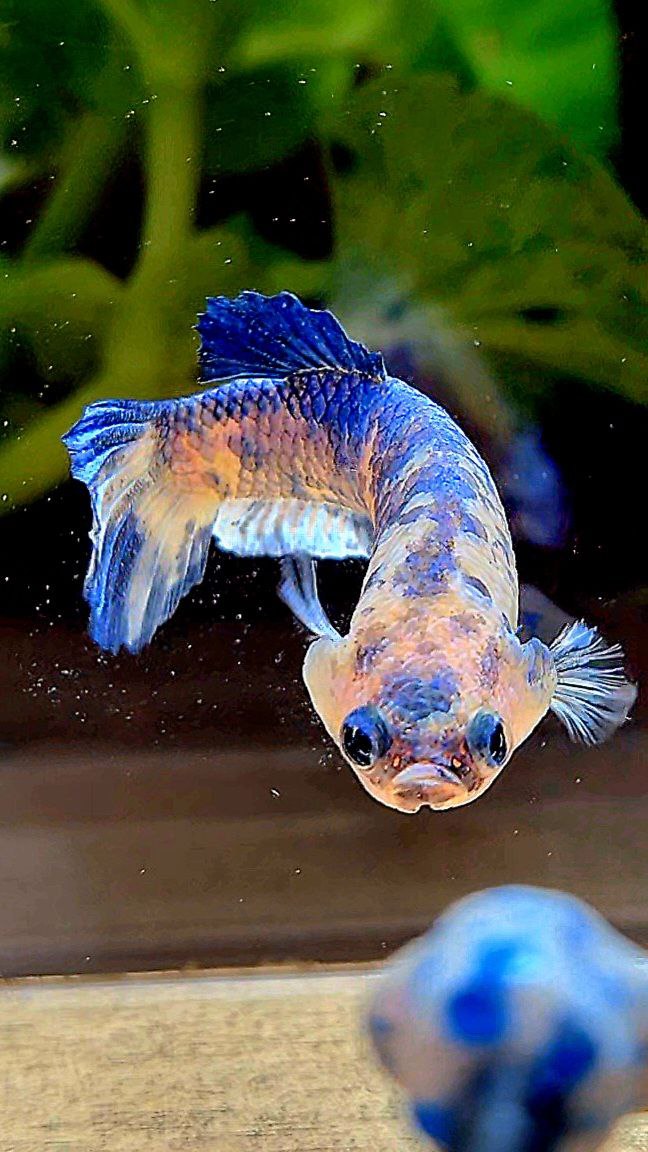 FEMALE PLAKAT WHITE BLUE MARBLE DOTS BETTA FISH
