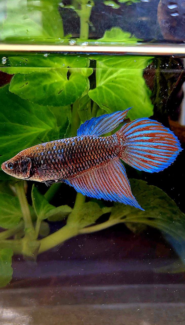 FEMALE VEILTAIL EMERALD BLACK GALAXY AVATAR BETTA FISH