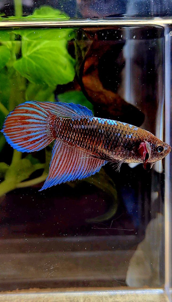 FEMALE VEILTAIL EMERALD BLACK GALAXY AVATAR BETTA FISH