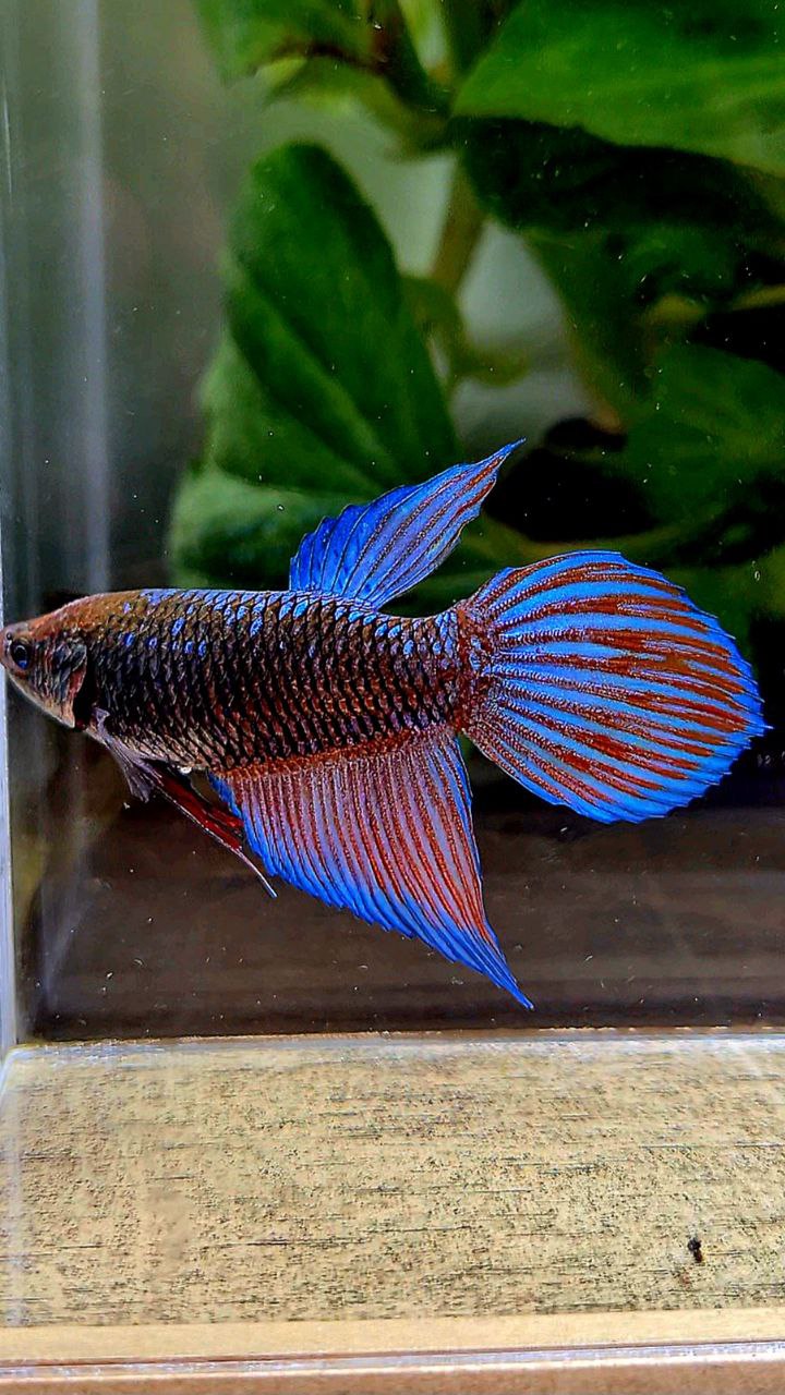 FEMALE VEILTAIL EMERALD BLACK GALAXY AVATAR BETTA FISH