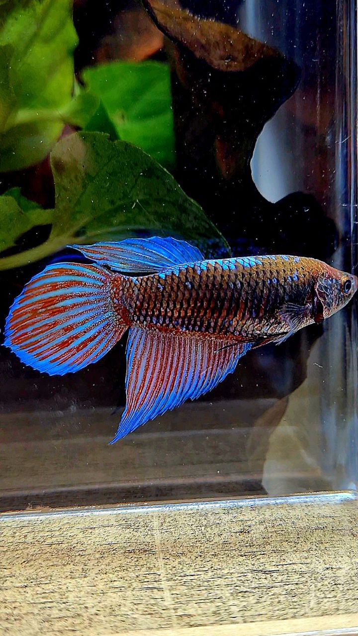 FEMALE VEILTAIL EMERALD BLACK GALAXY AVATAR BETTA FISH