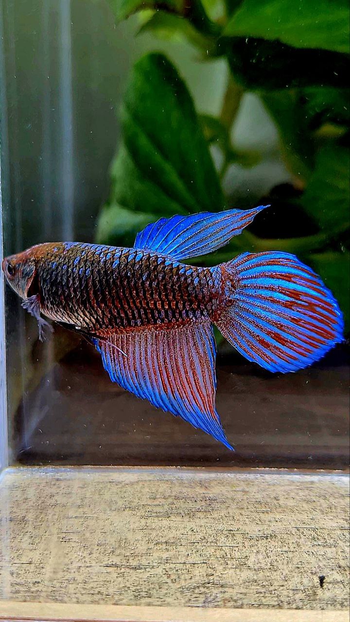 FEMALE VEILTAIL EMERALD BLACK GALAXY AVATAR BETTA FISH
