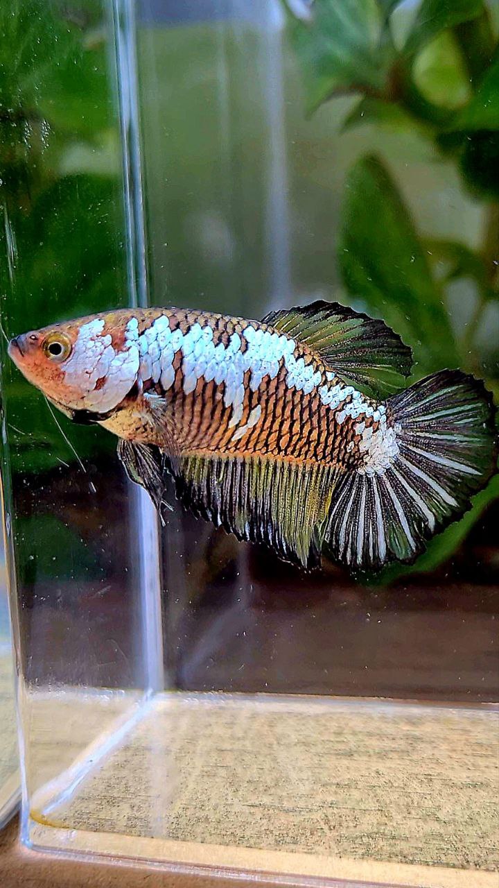 FEMALE HALFMOON BLACK SAMURAI YELLOW WASH BETTA FISH