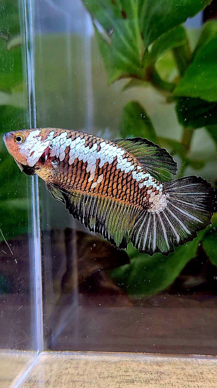 FEMALE HALFMOON BLACK SAMURAI YELLOW WASH BETTA FISH